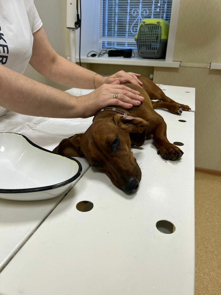 Clínica veterinaria Sabinskoye rayonnoye gosudarstvennoye veterinarnoye obyedineniye, , foto