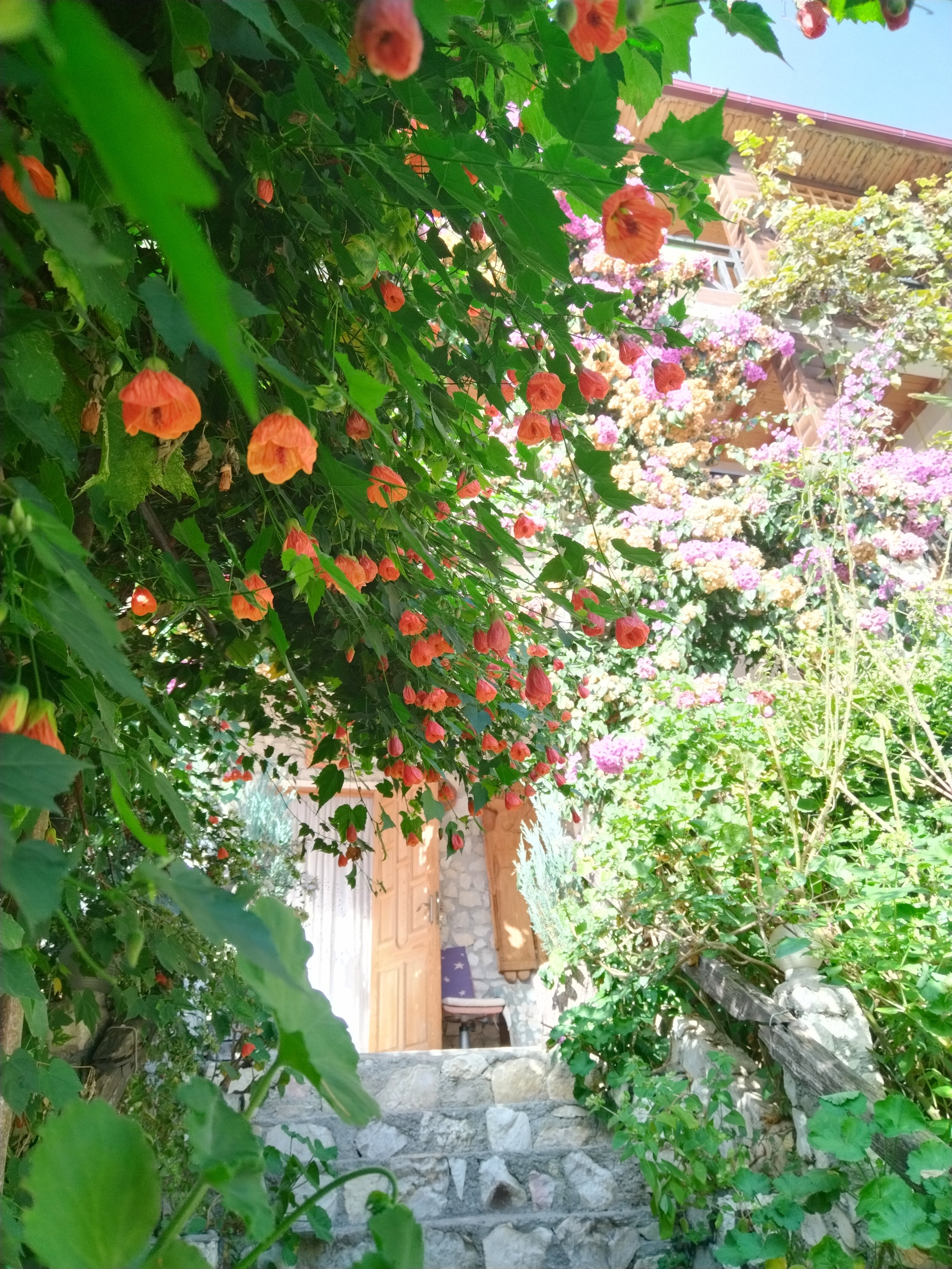 Фото Эль Платано