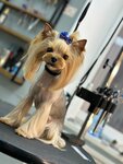 Svoy groomer (Bolshaya Sadovaya Street, 180), salón de mascota, peluquería de animales