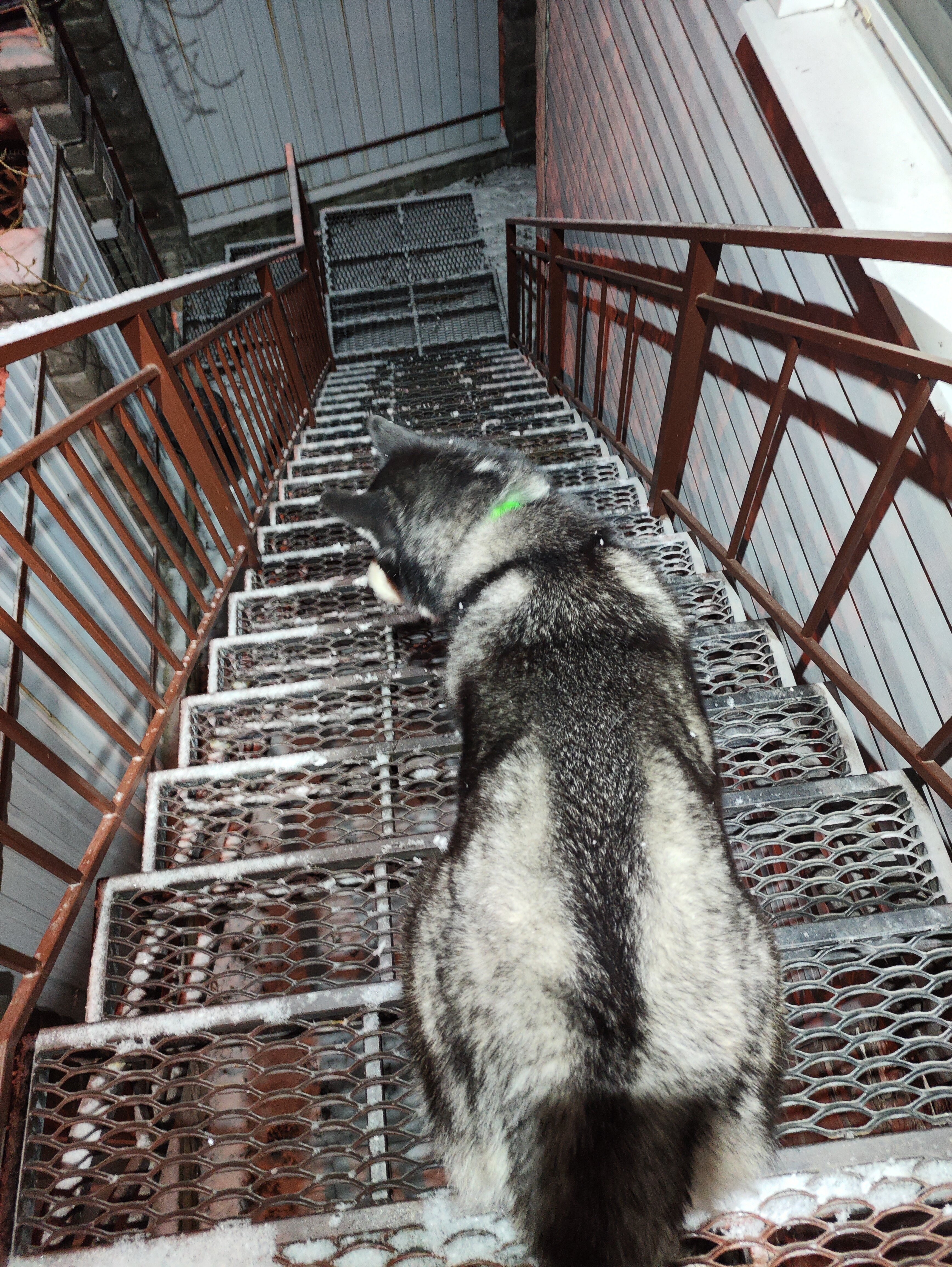 Фото Северный олень