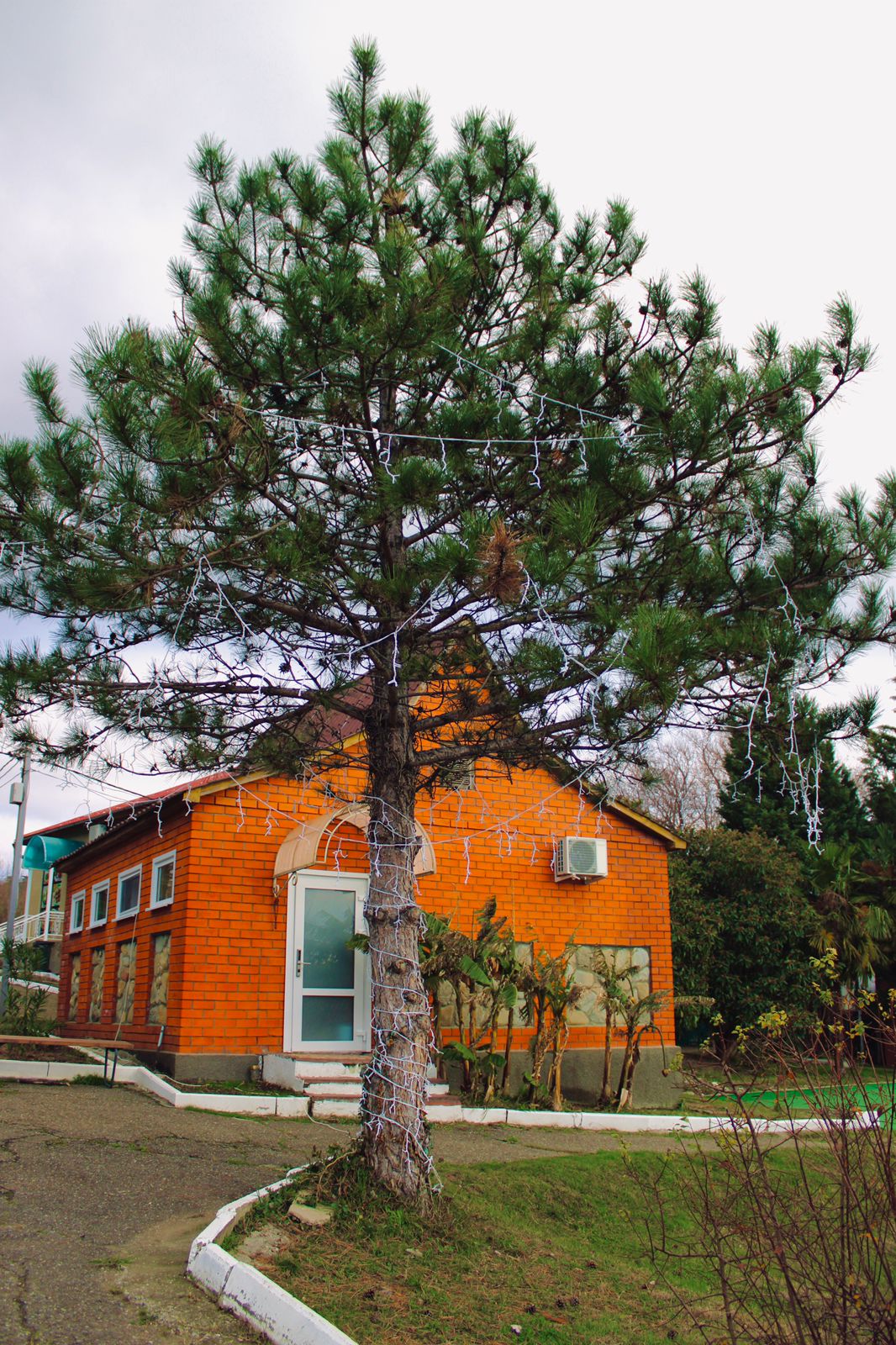 Фото Лунная поляна