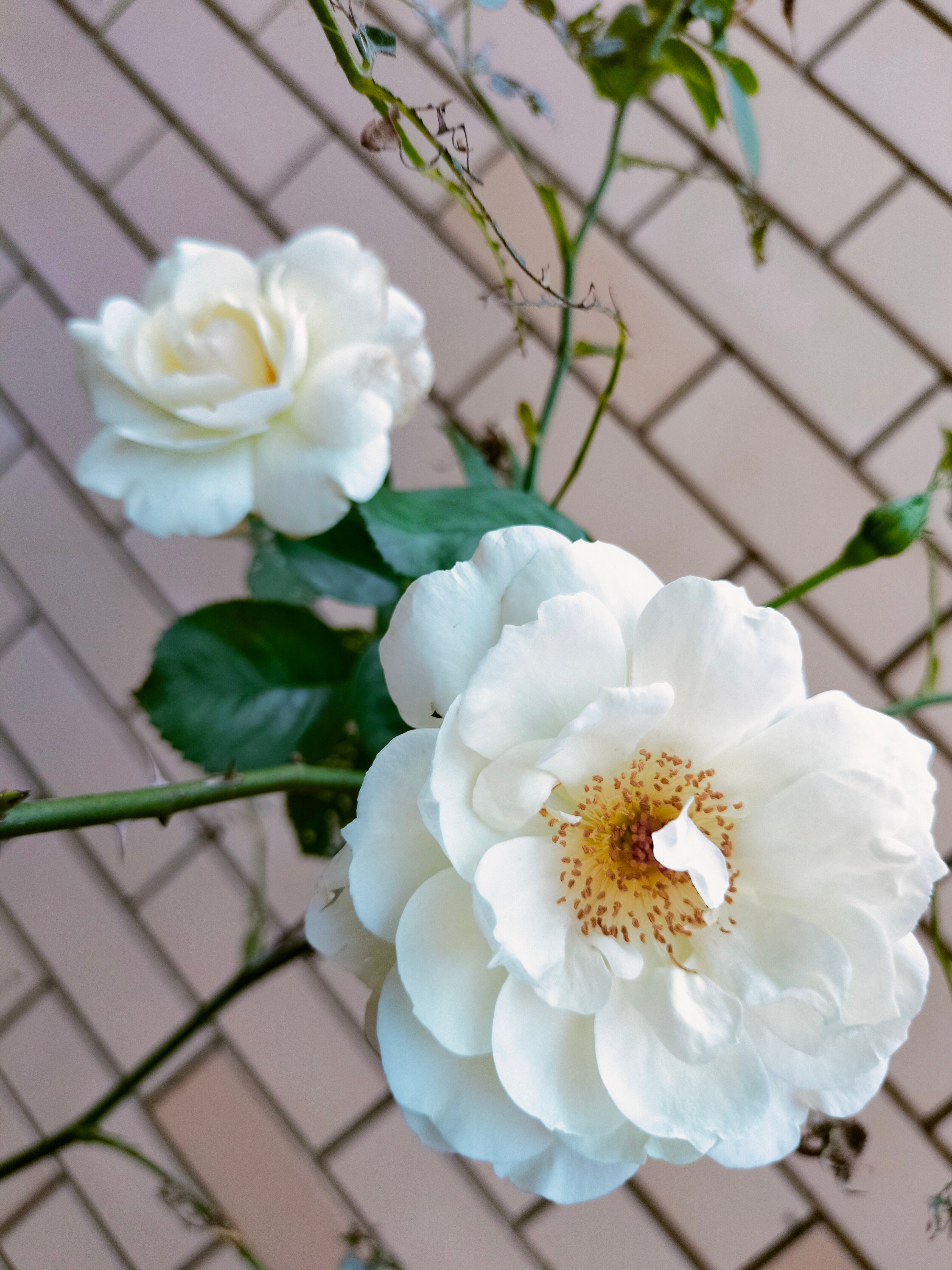 Фото Палладиум