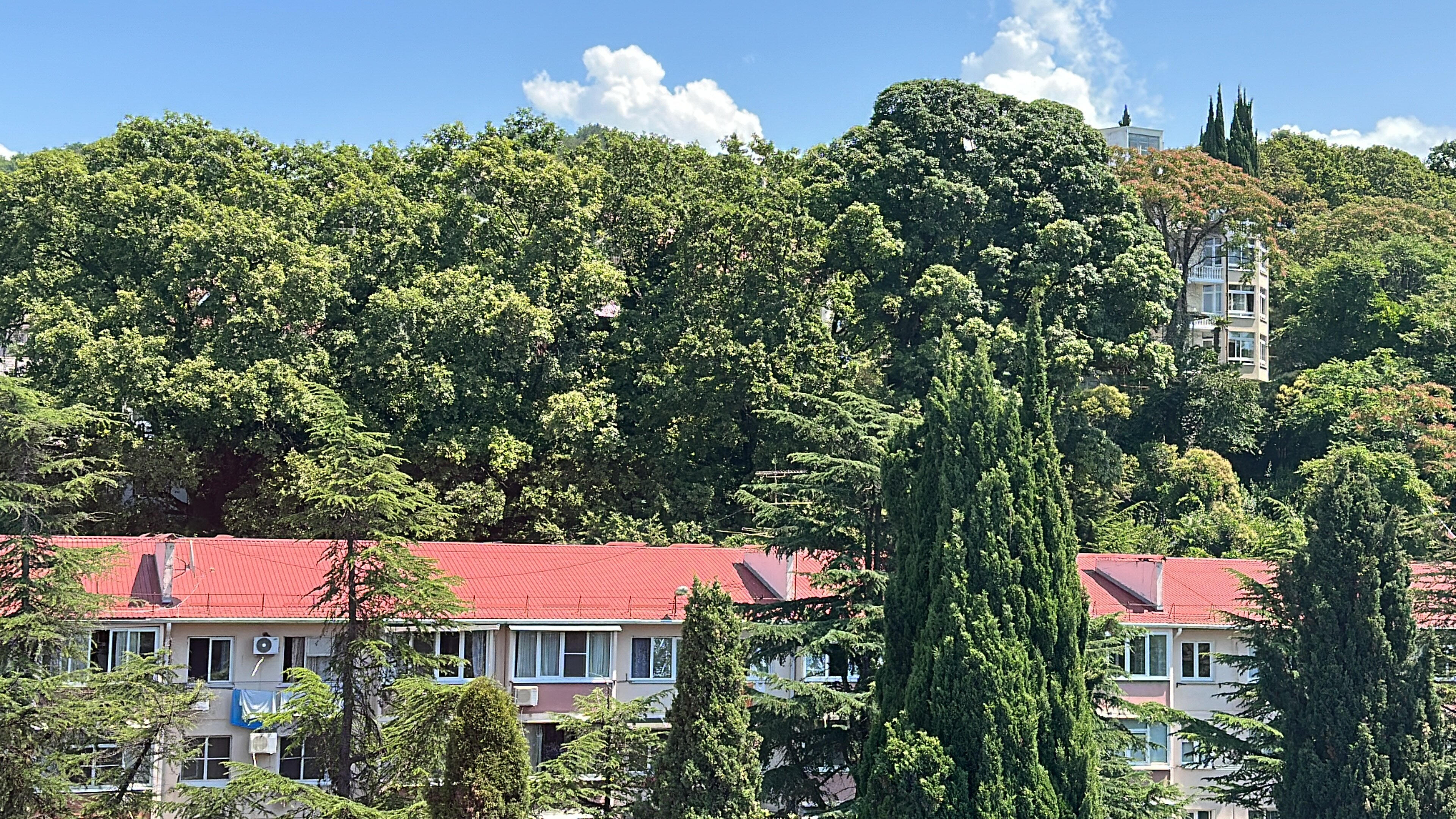 Фото Кардинал