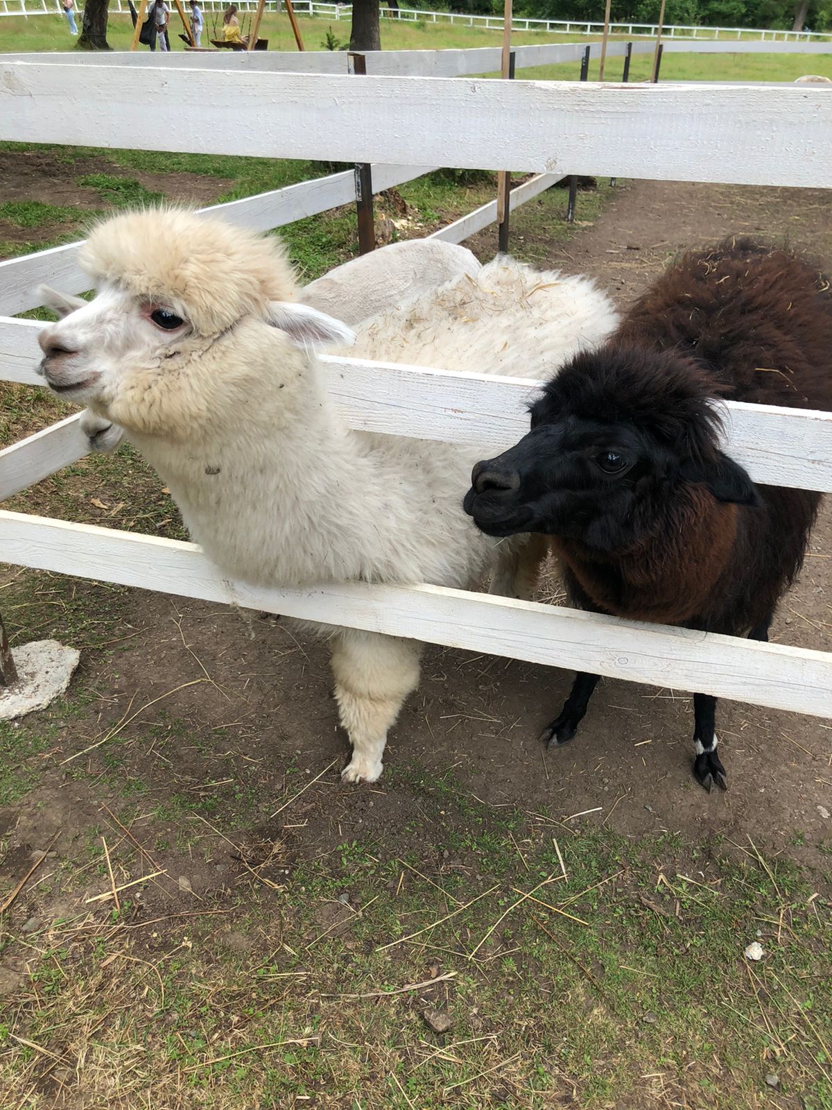 Фото Архыз и точка