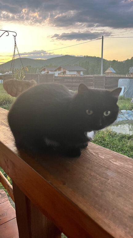 Фото Медуница