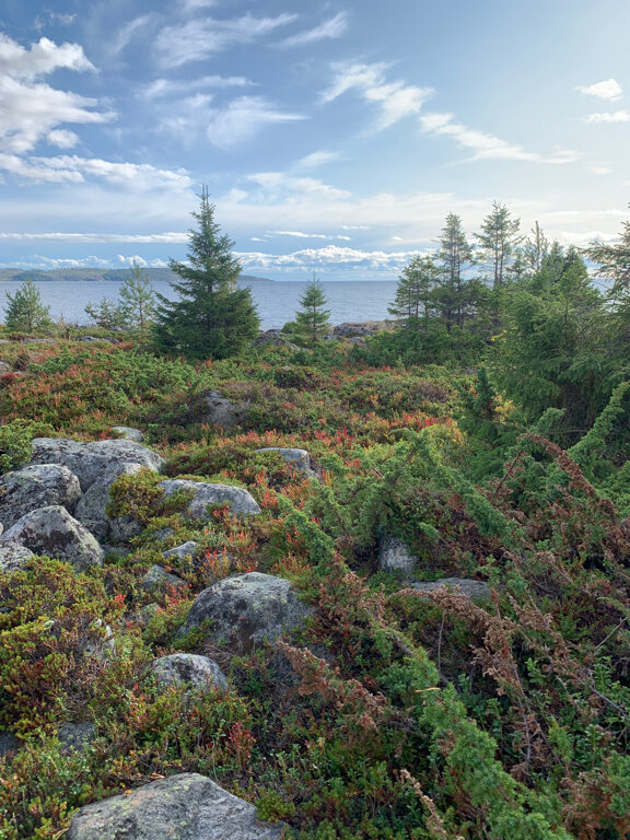Фото Cedar Grass Белое море