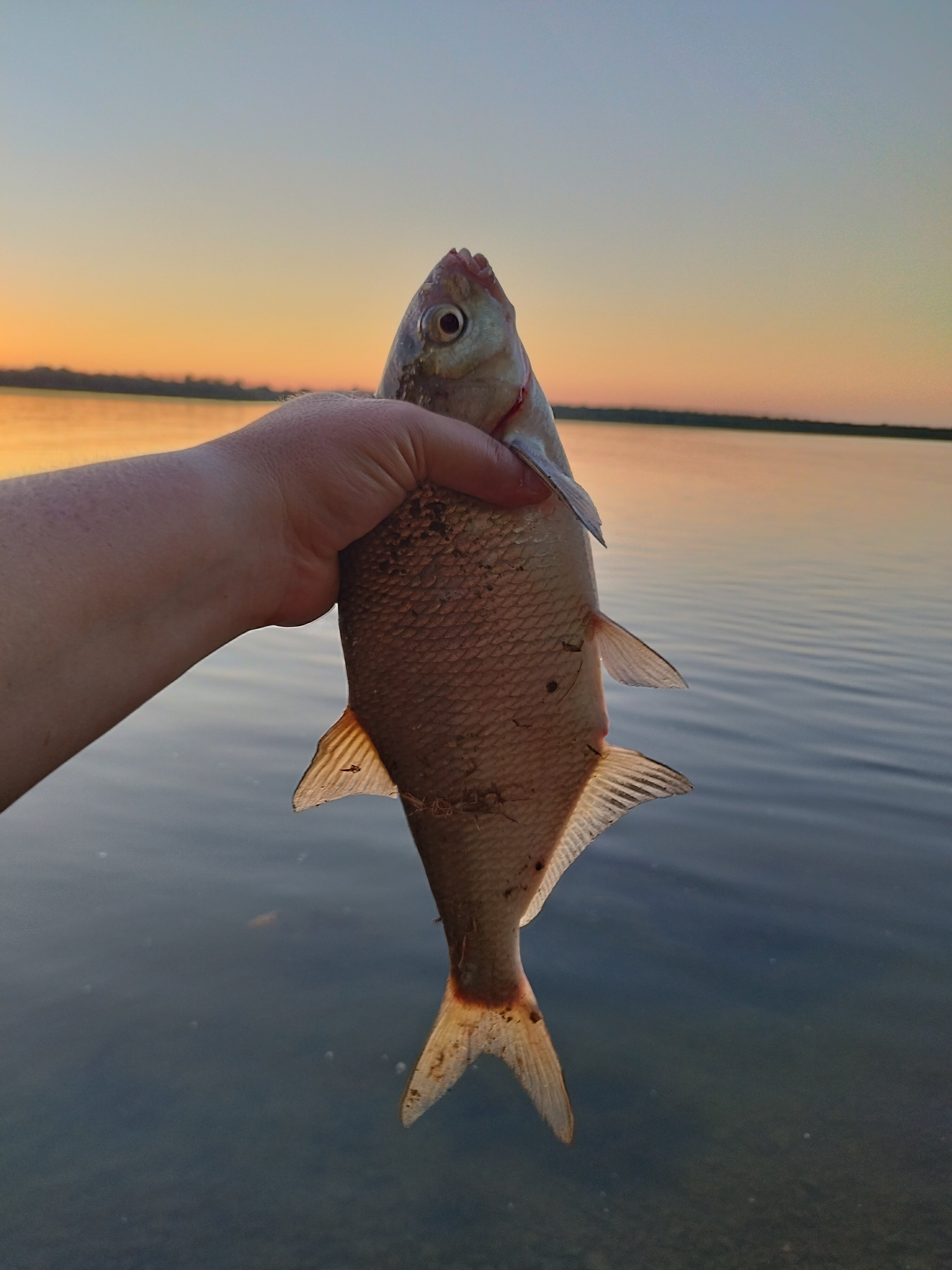 Фото Тополя