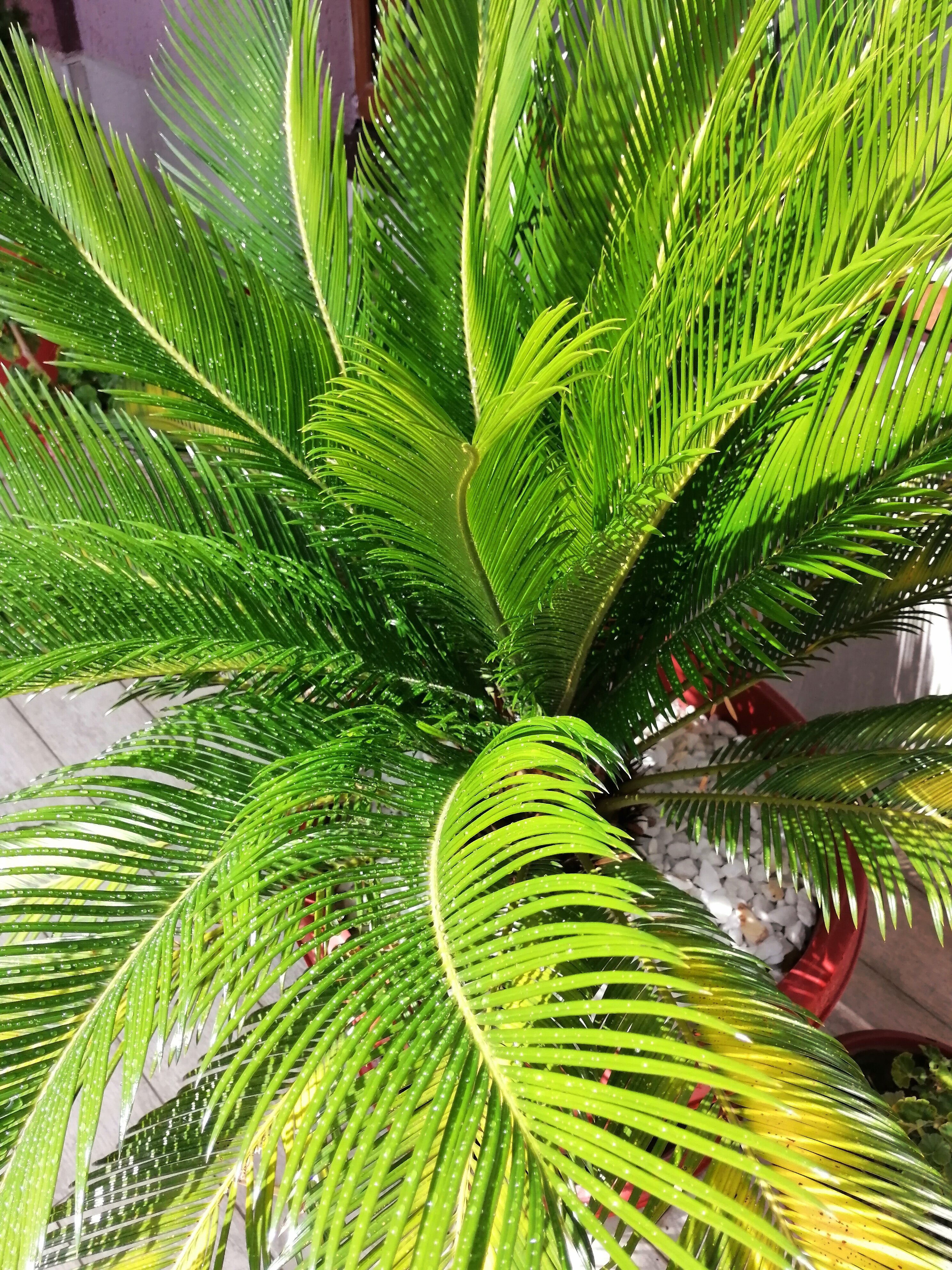 Фото Гранат