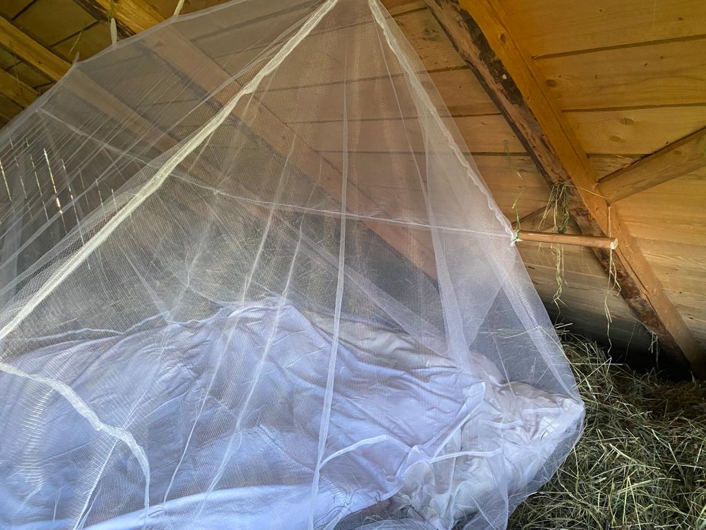 Фото Морошка