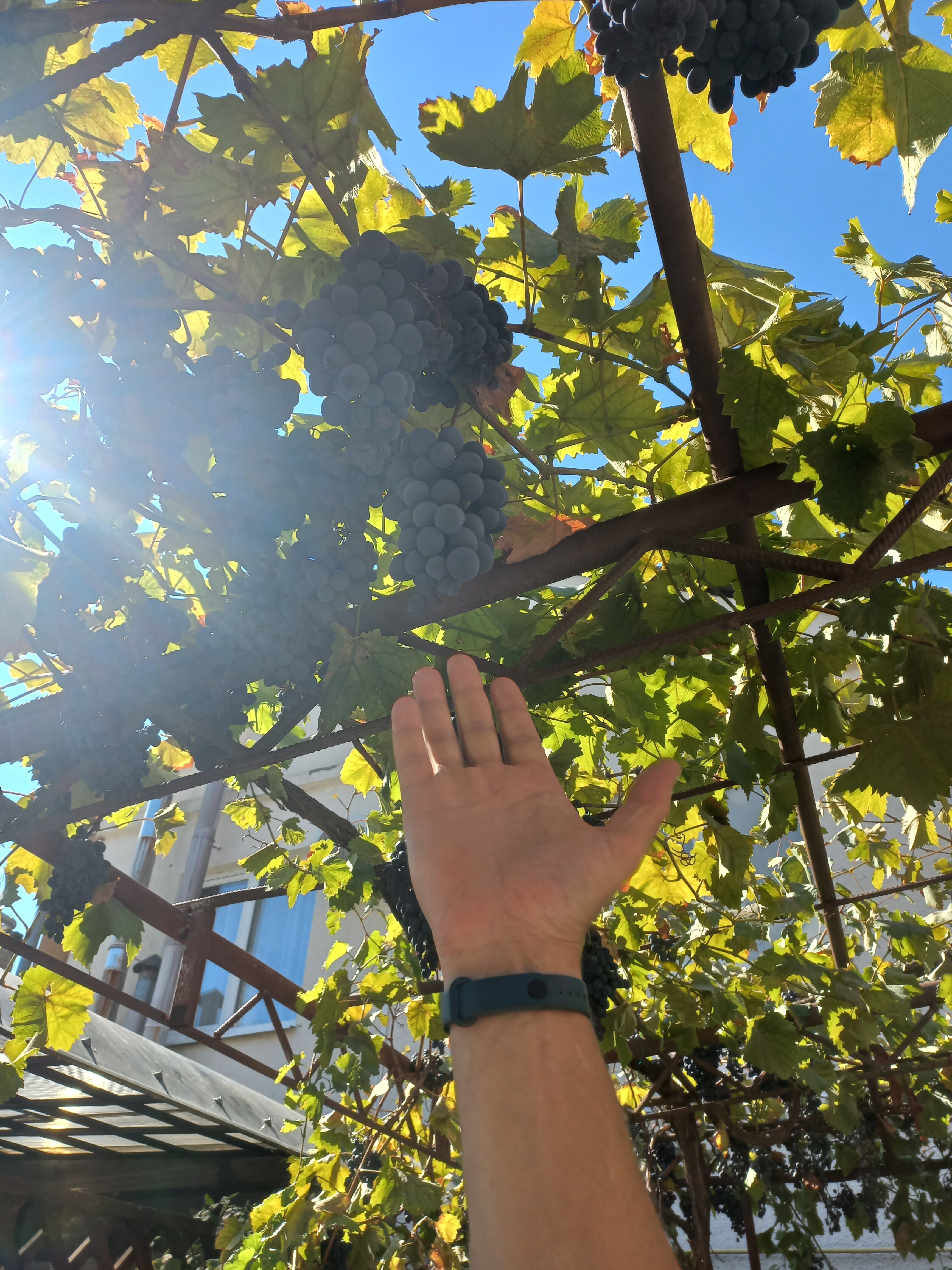 Фото Гостевой дом Лиана