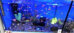 Akvariumistika (Kolpino, Pavlovskaya street, 42), aquariums