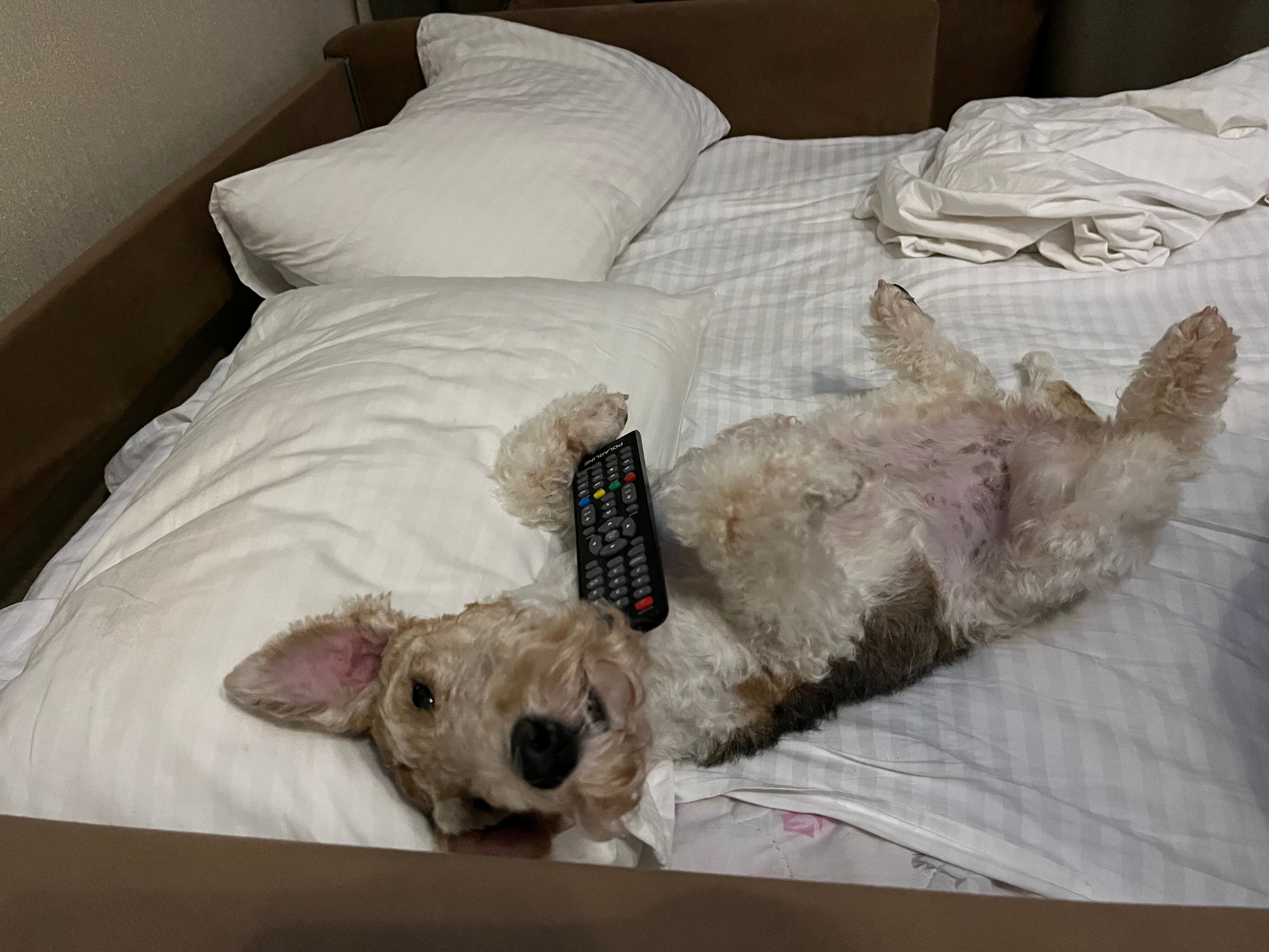 Фото Роза Ветров