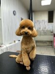 TashaDogStyless (40 Let Pobedy Street, 94Б), salón de mascota, peluquería de animales