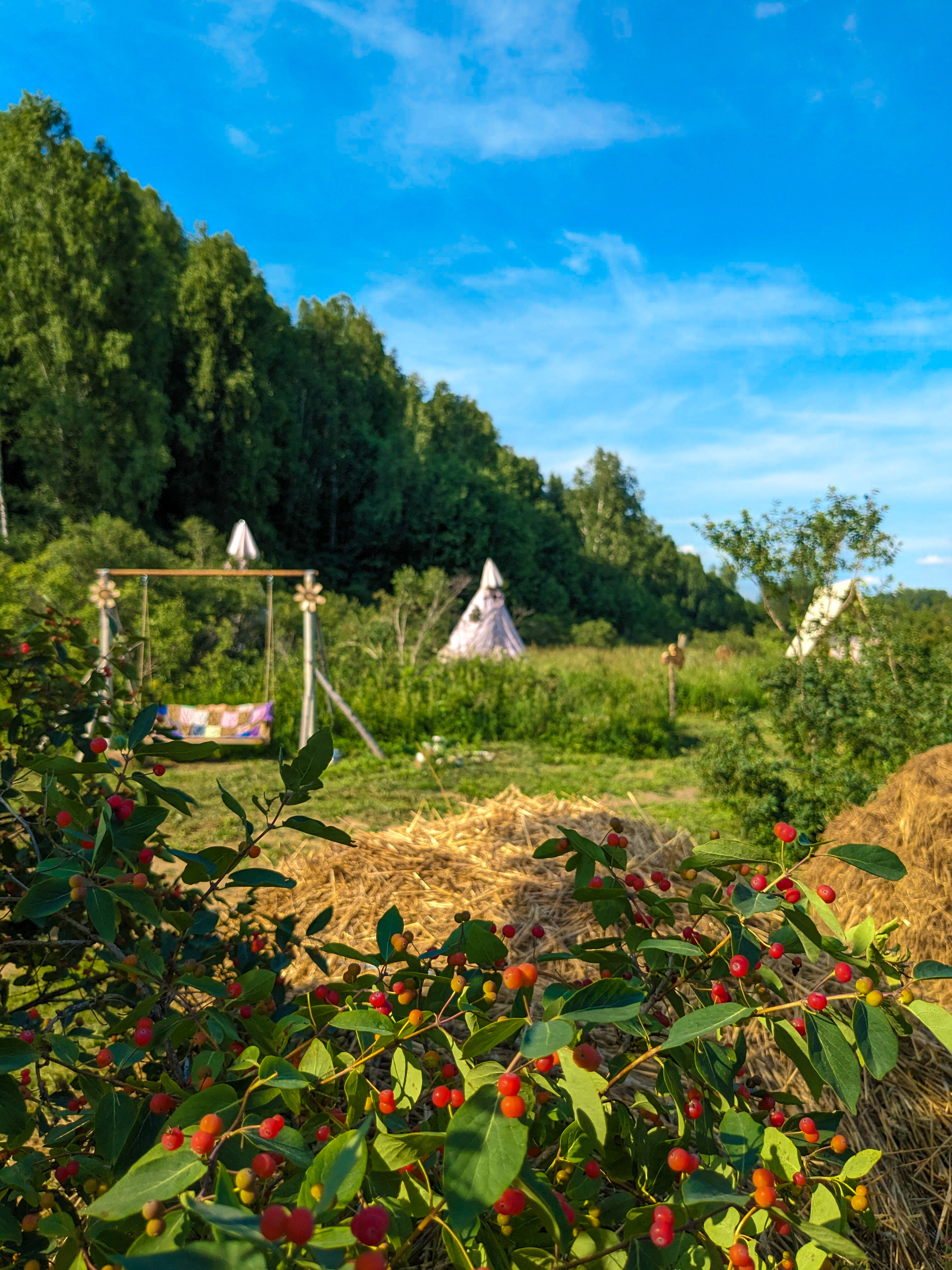 Фото Глэмпинг Стрекоза