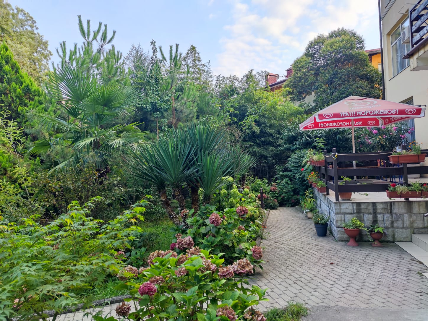 Фото Старая Хоста