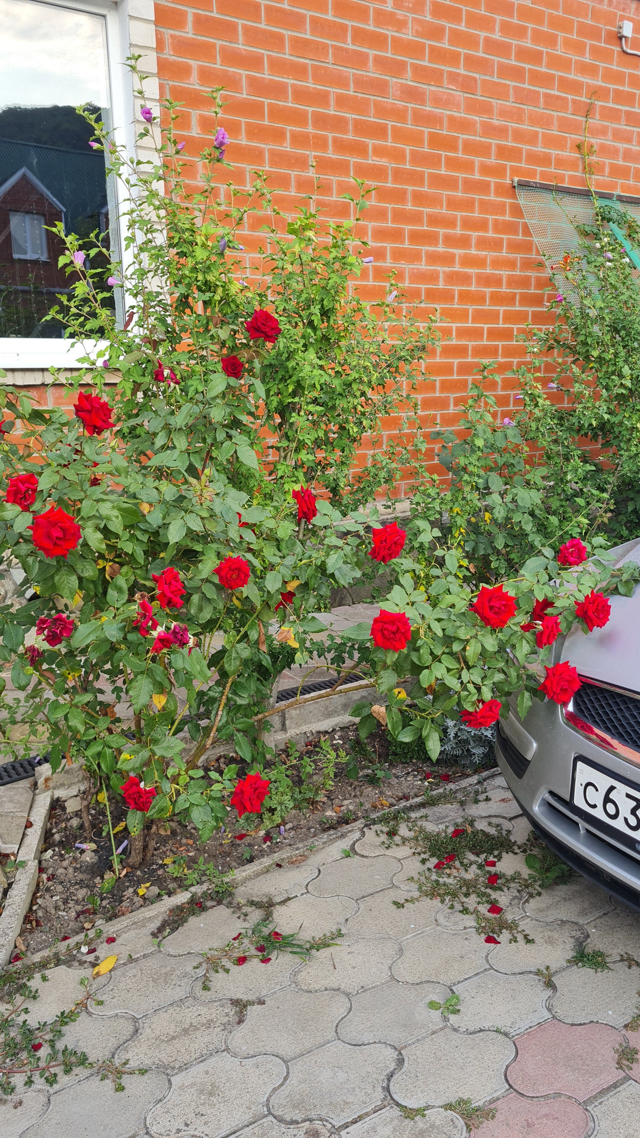 Фото Эскаргот