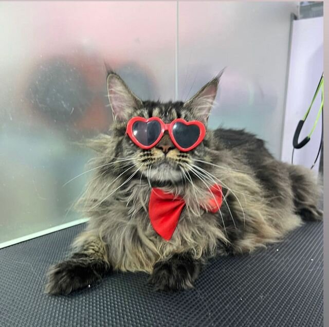 Celine & Paws, pet salon, Jumeirah Bay X3, JLT Cluster X, Jumeirah Lakes Towers, Al Thanyah 5