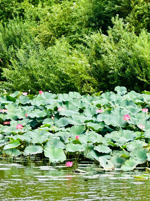 Фото Империал