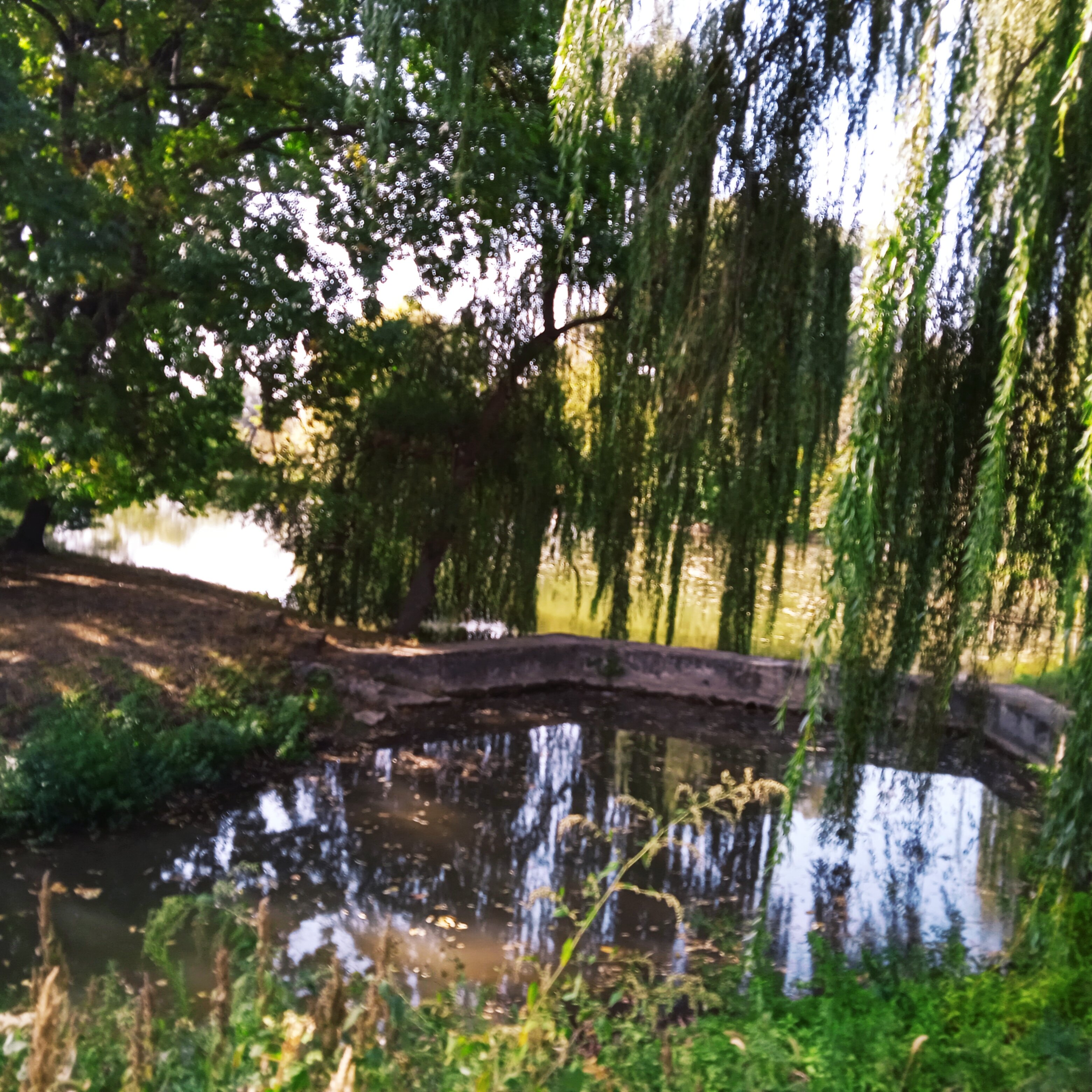 Фото Тихий пруд