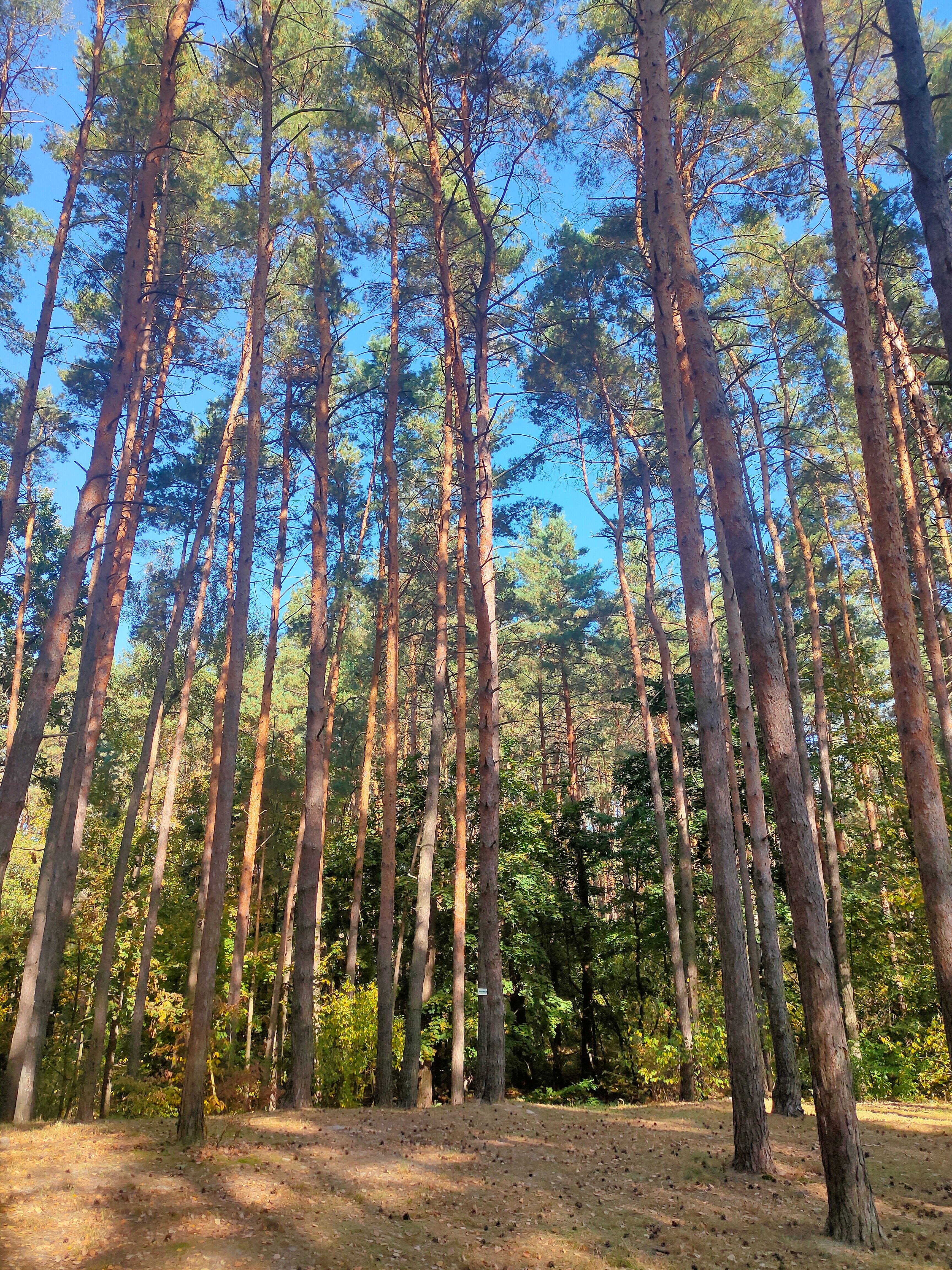 Фото Рахоль