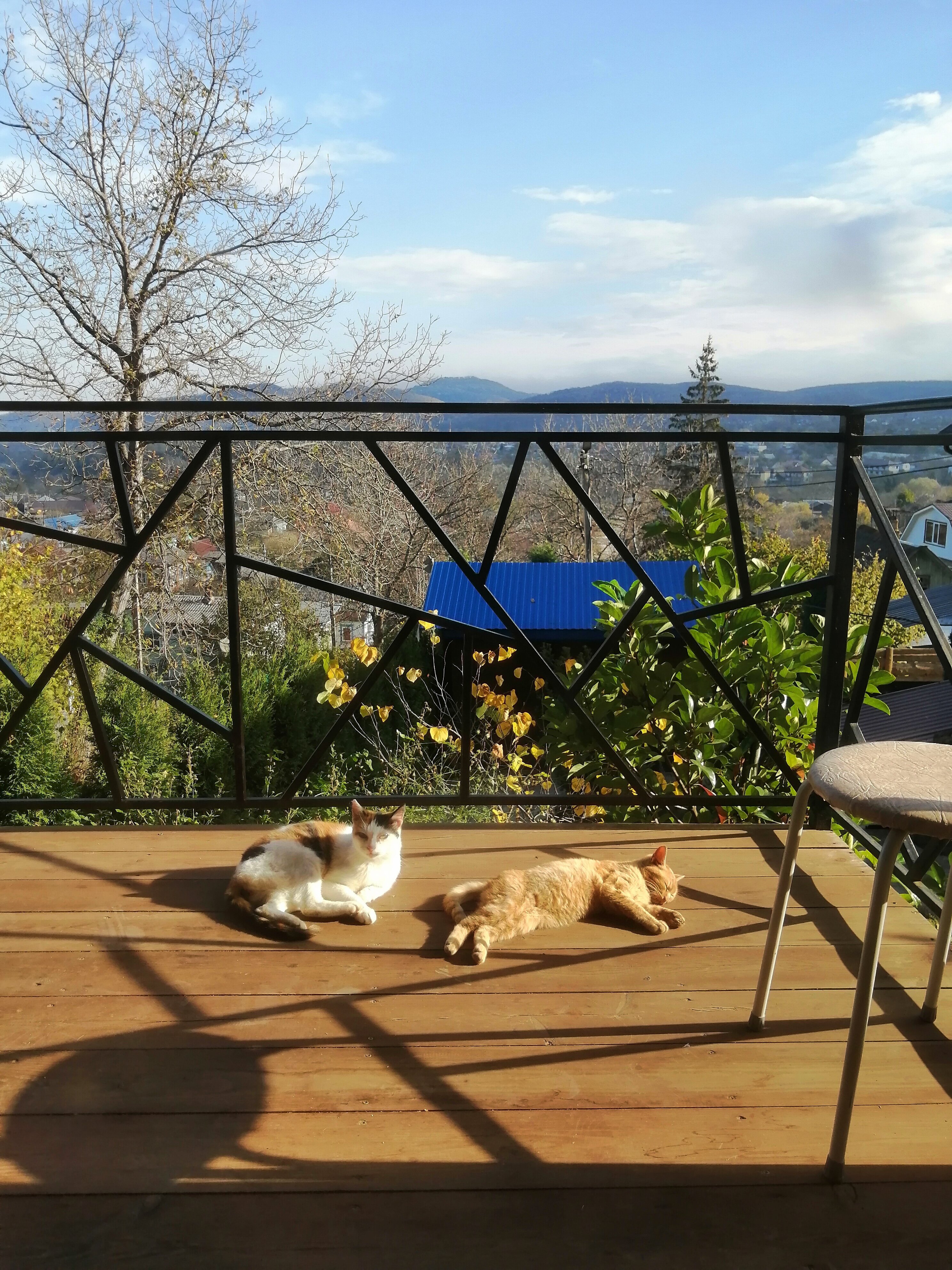 Фото Дом Совы