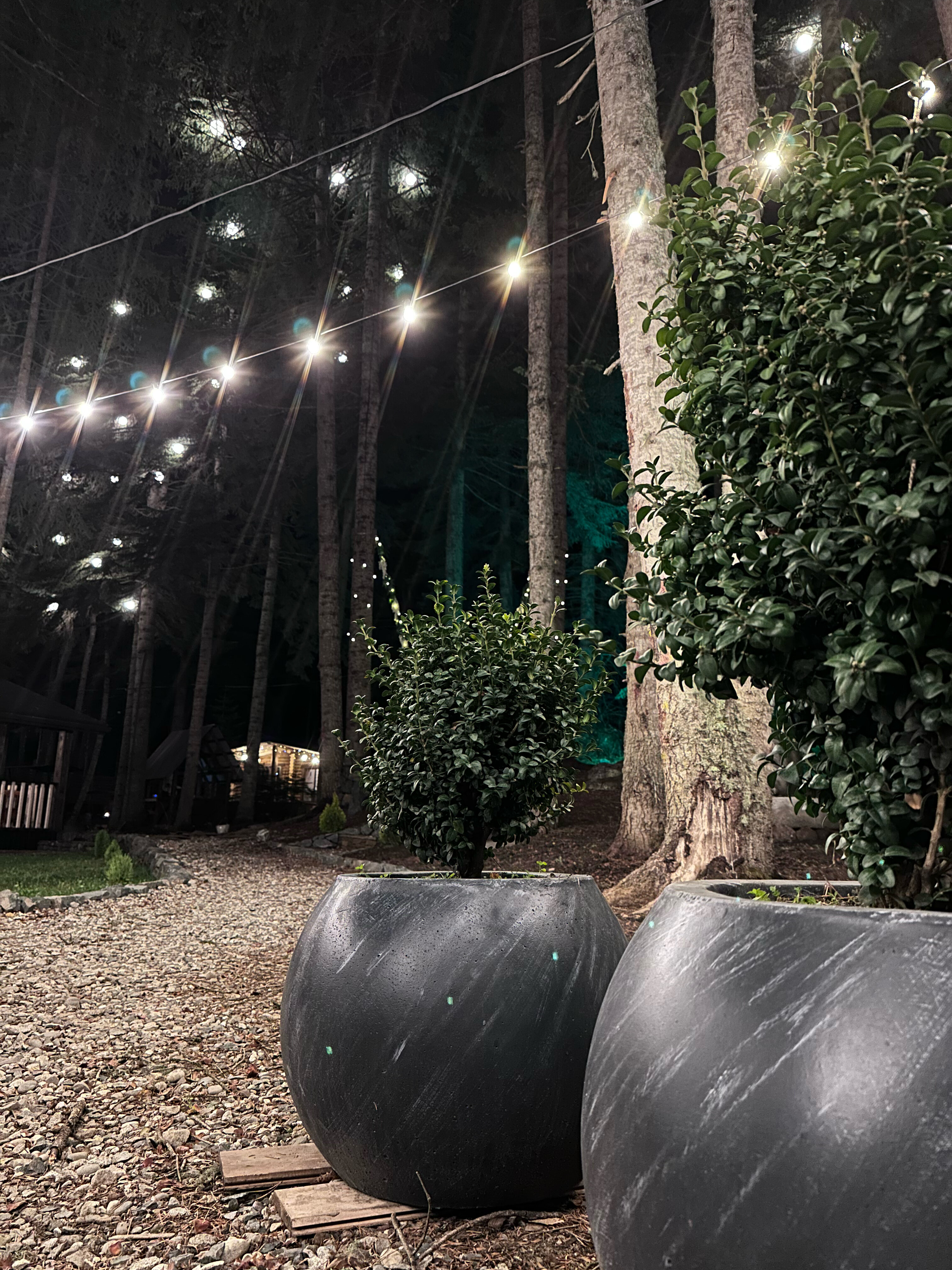 Фото Пихта-парк