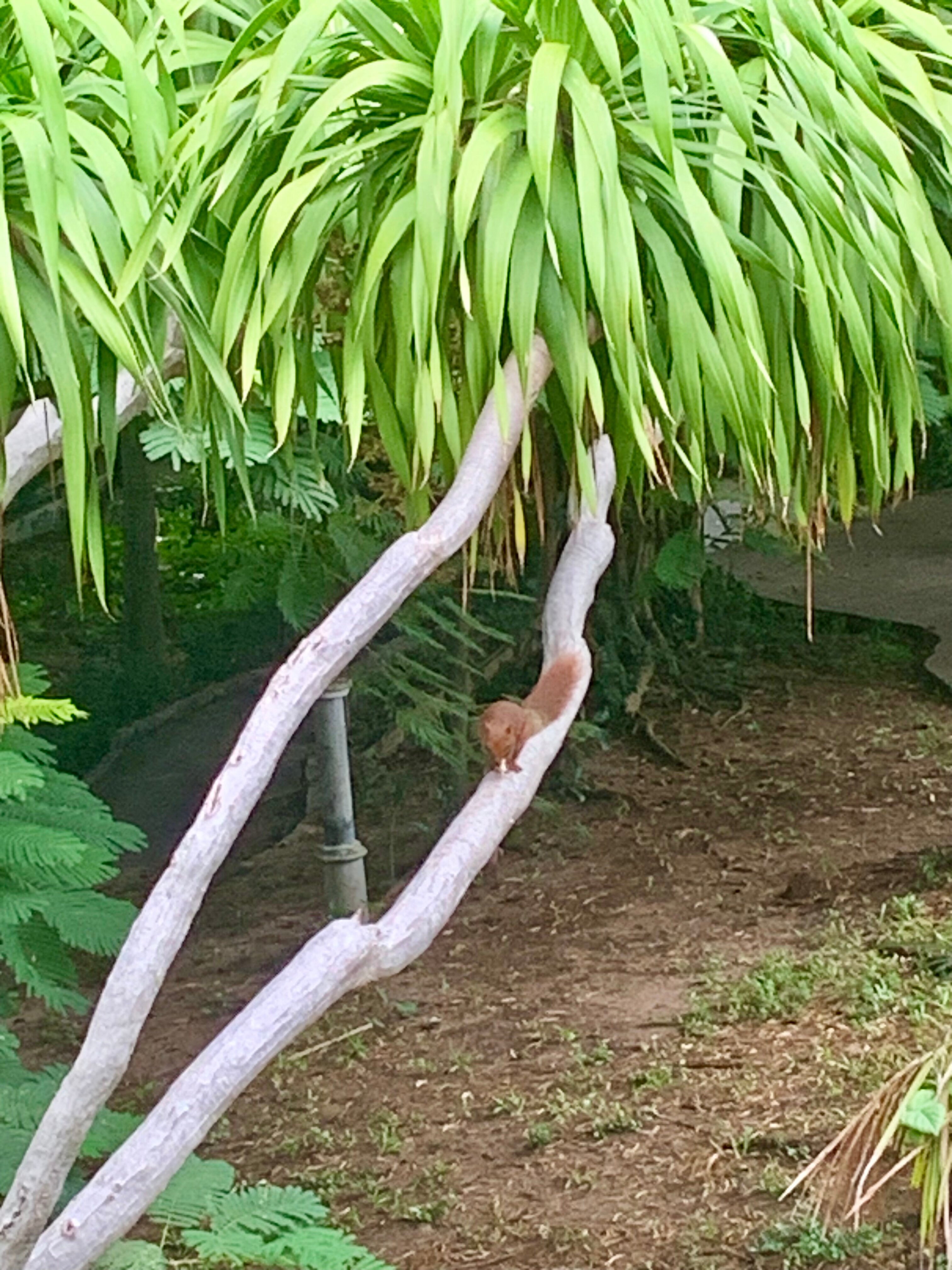 Фото Sunshine Garden Resort