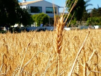 Фото Masseria Prosperi