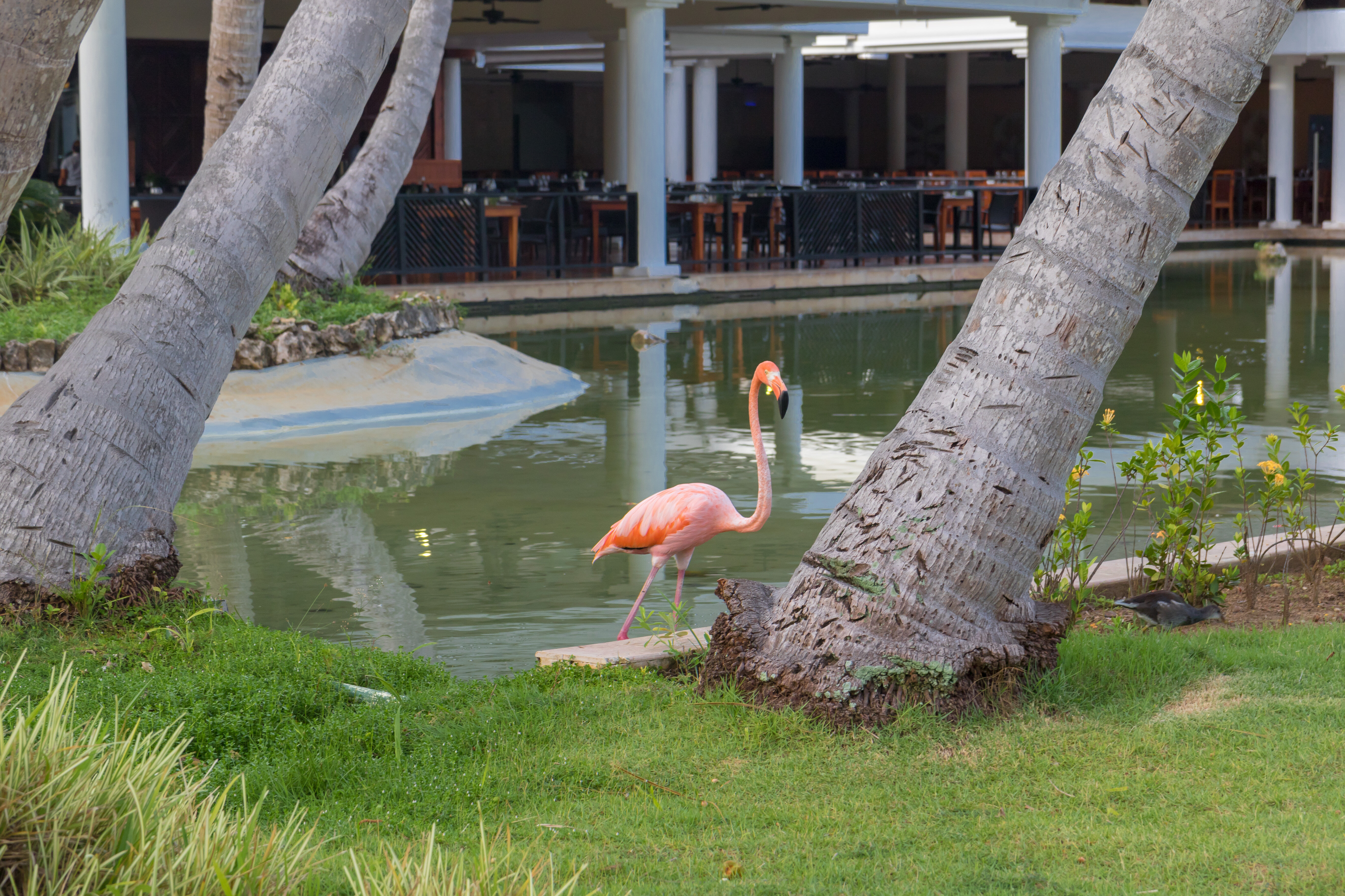 Фото Catalonia Royal Bavaro