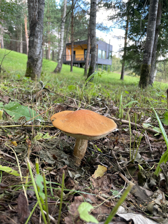 Фото Дом в лесу Холмово