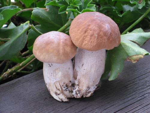 Фото Hotel Piccola Baita