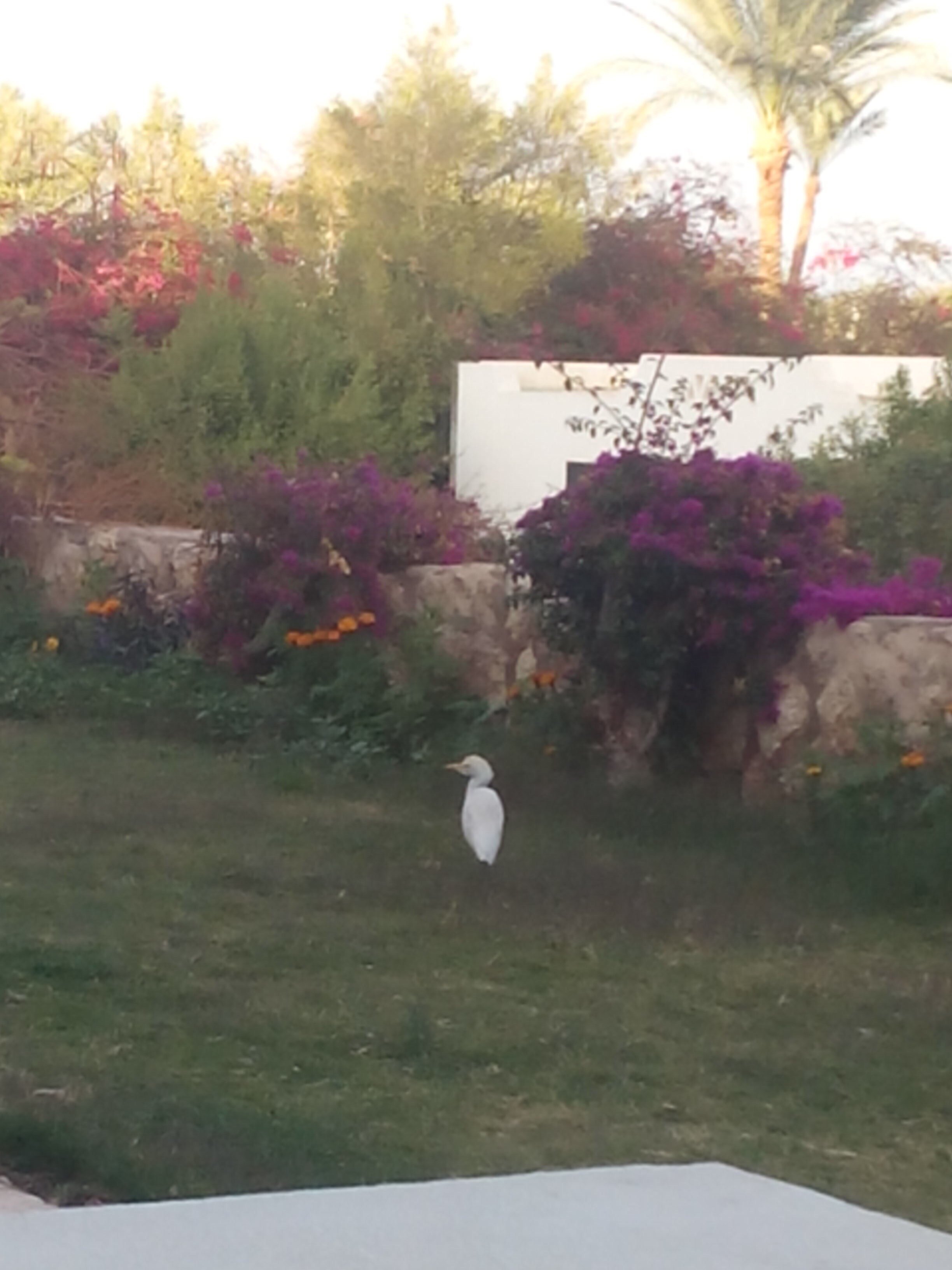 Фото Mexicana Sharm Resort