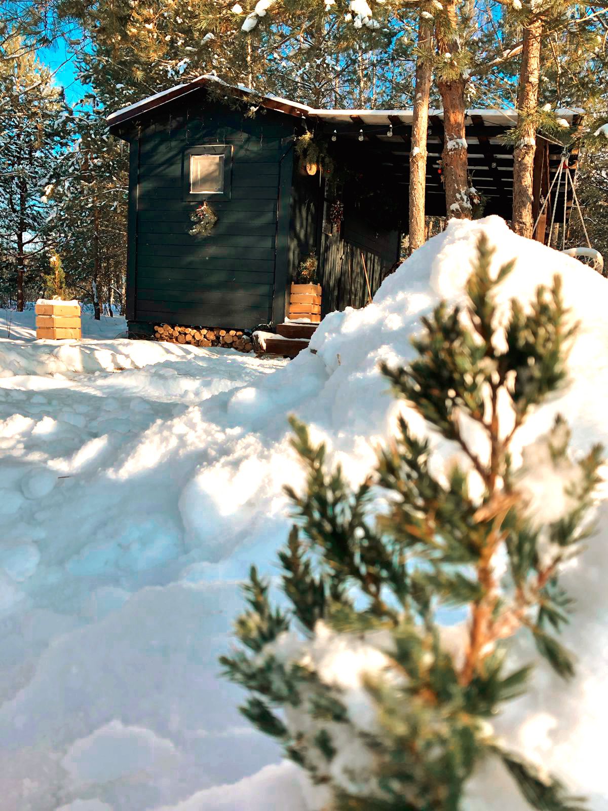 Фото TinyDacha можжевельник
