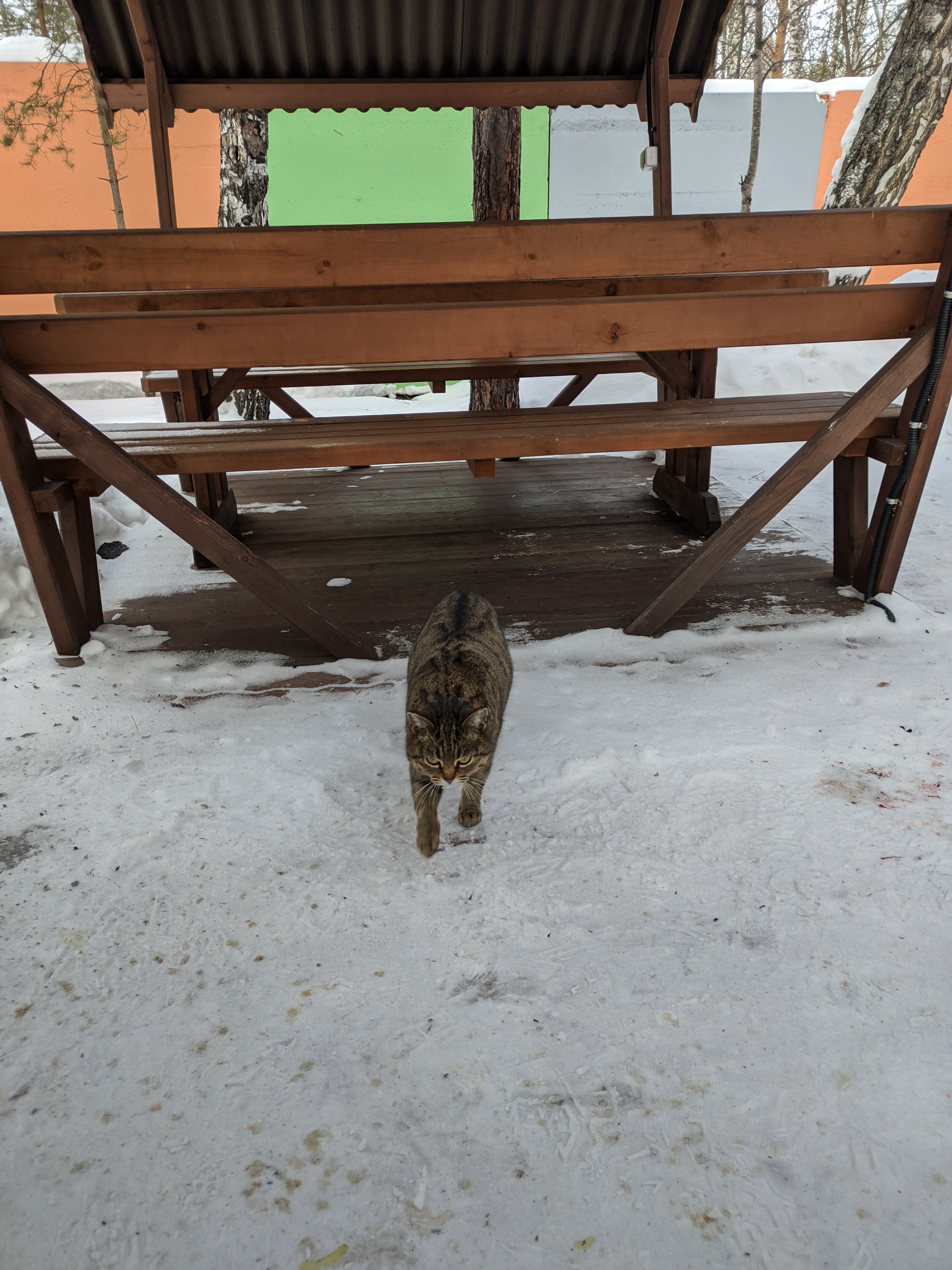 Фото Белая сова