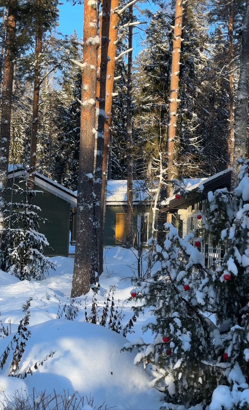 Фото Волшебный лес