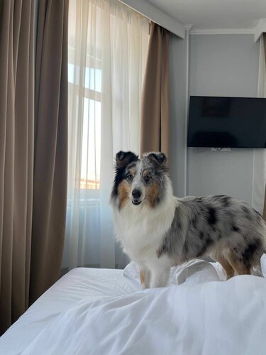 Апартаменты Solo центр во Владимирском округе