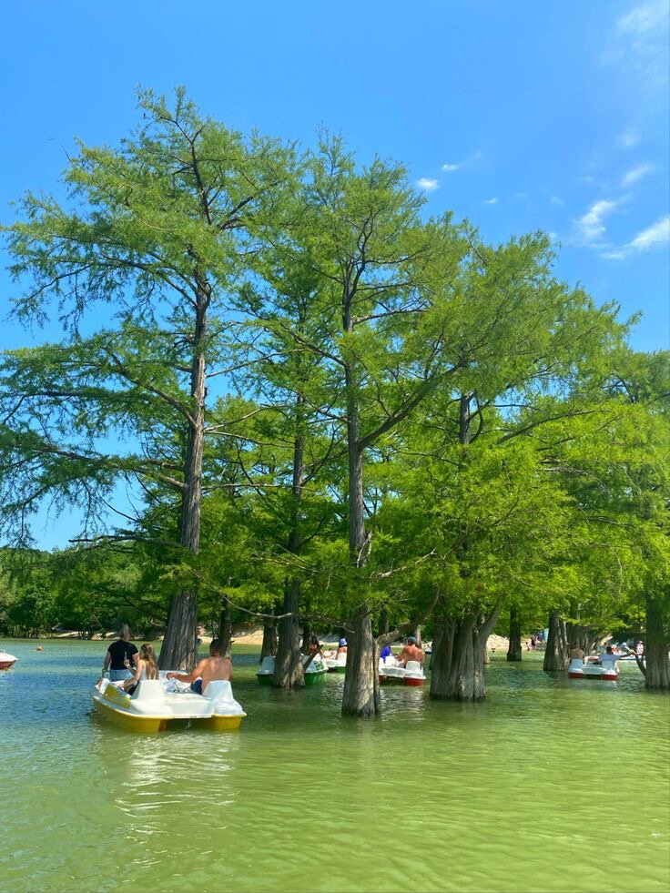 Фото Кипарис