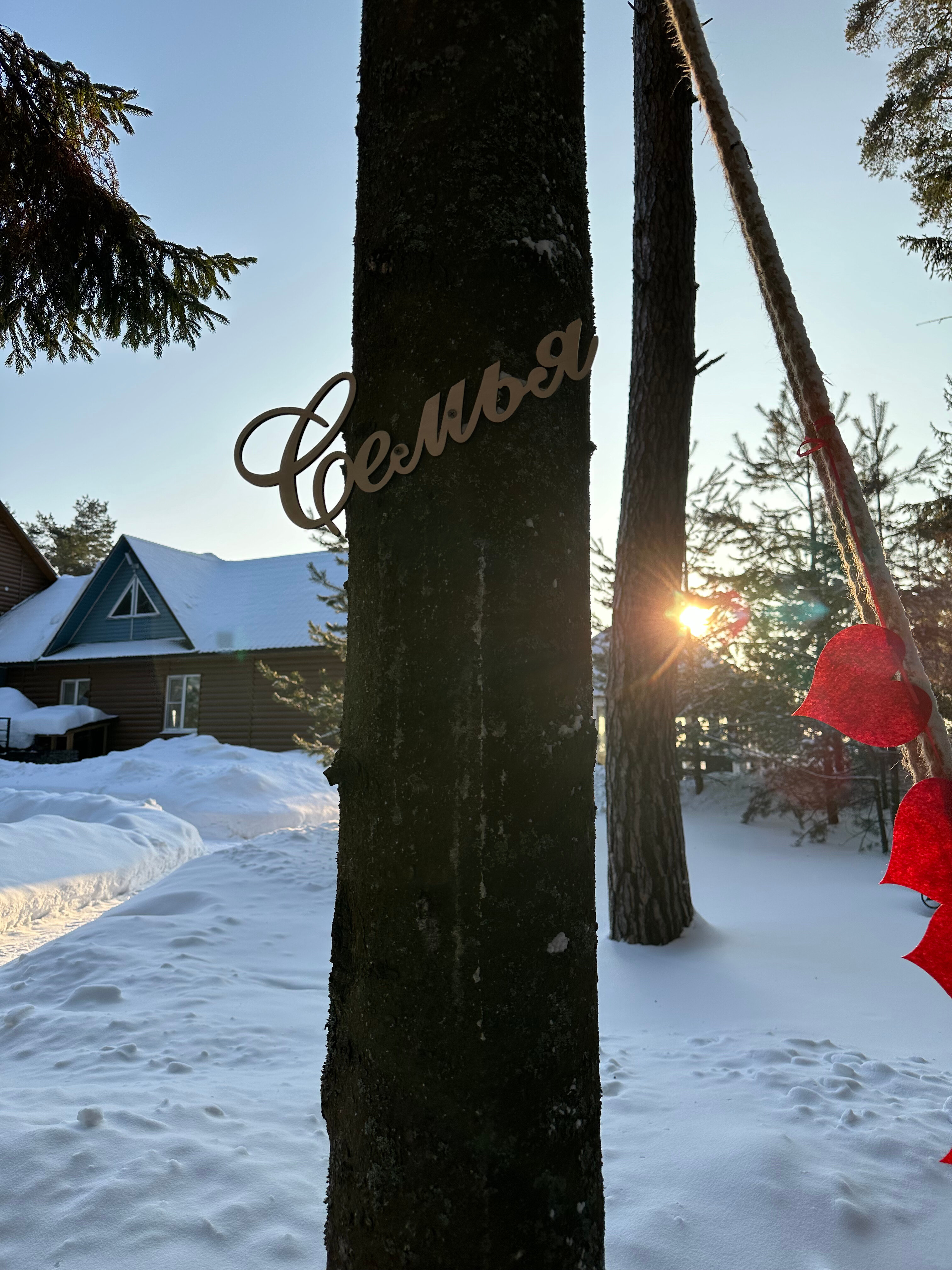 Фото Солнечный бор