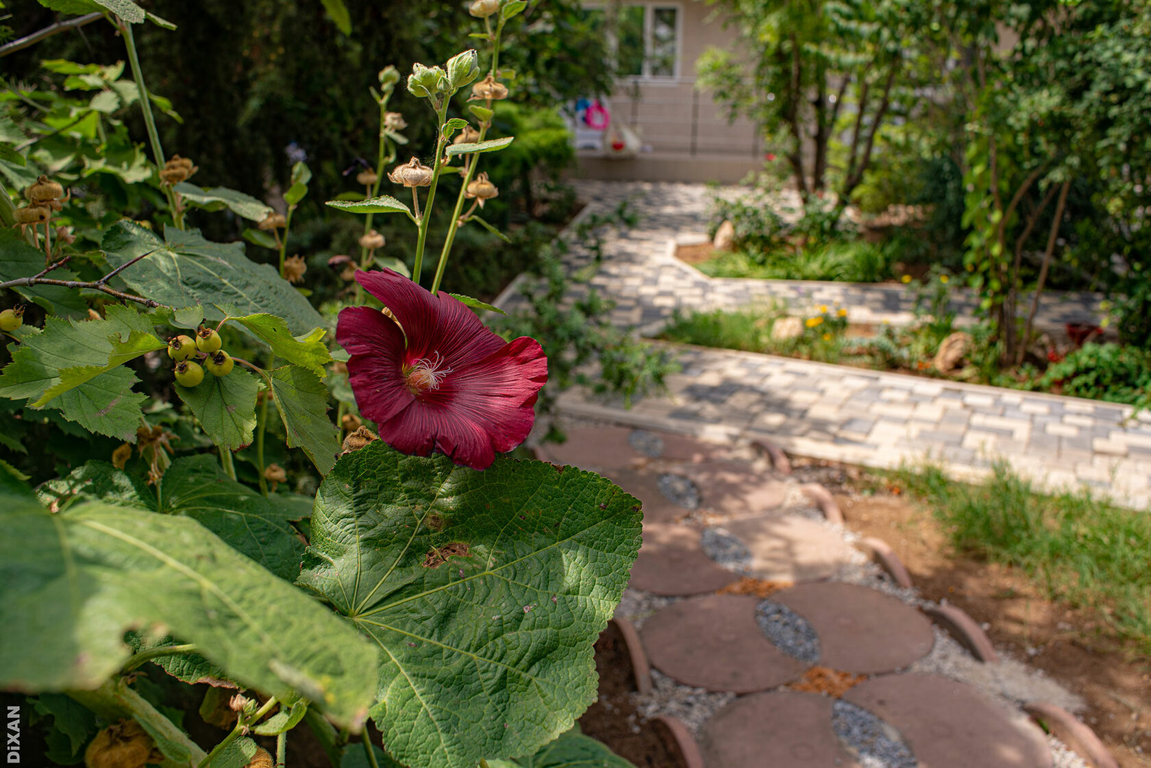 Фото Солнышко