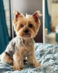 Я Груминг (territoriya Ust-Slavyanka, Sovetskiy Avenue, 39к1), pet salon