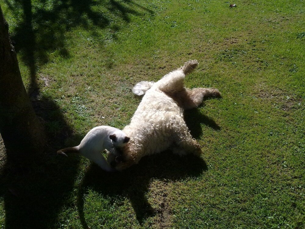 Фото Casas Rurales El Terrero