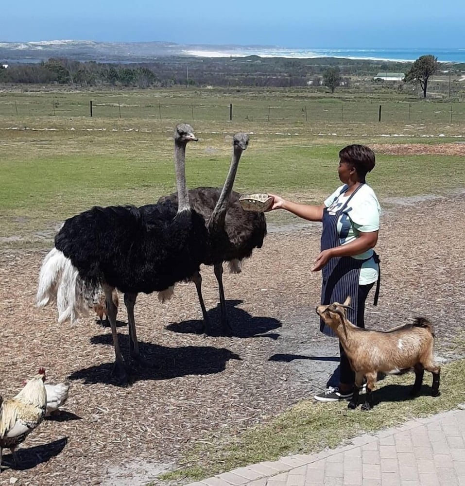 Фото Groeneweide