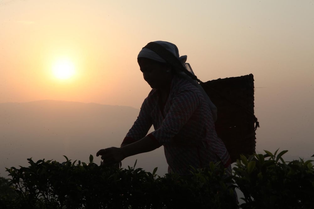 Фото Sourenee Tea Estate & Boutique Resort