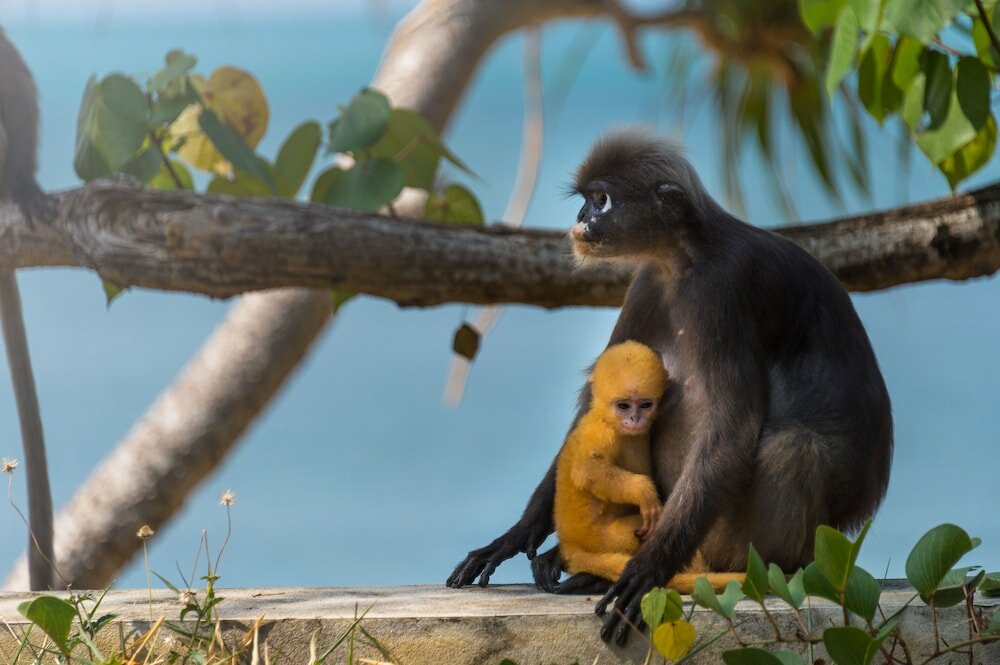 Фото Tinidee Hideaway at Tonsai Beach Krabi