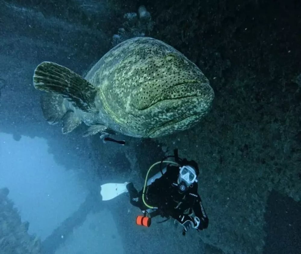 Фото Magnífica Mansão à 50m da praia de Barequeçaba para até 18 pessoas
