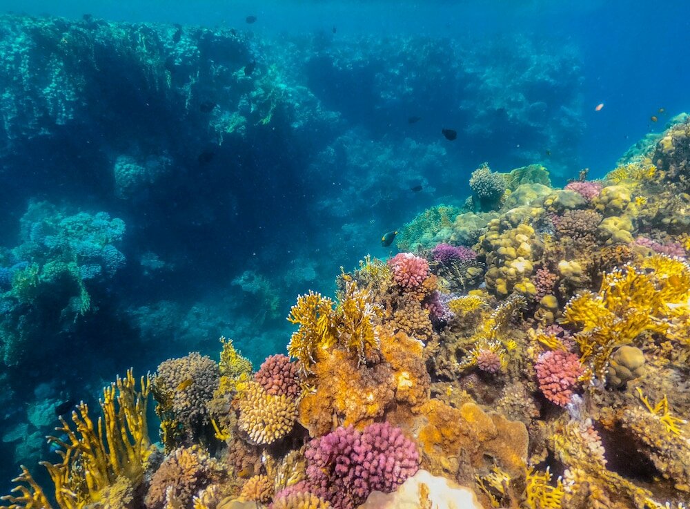 Фото Sataya Resort Marsa Alam