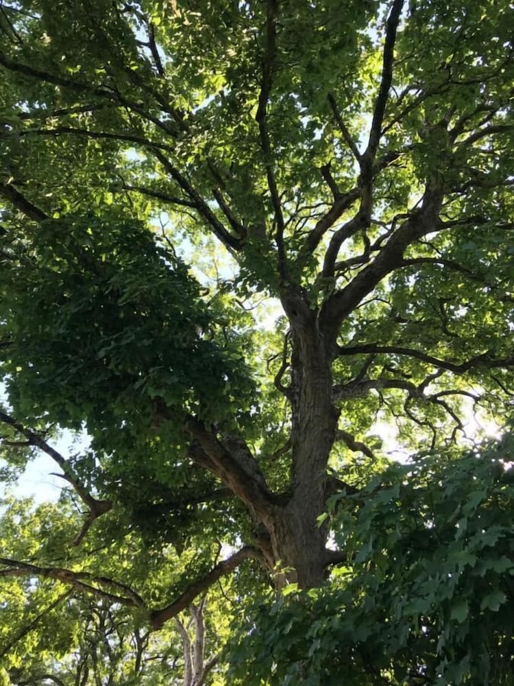 Фото Hollybush Lodges