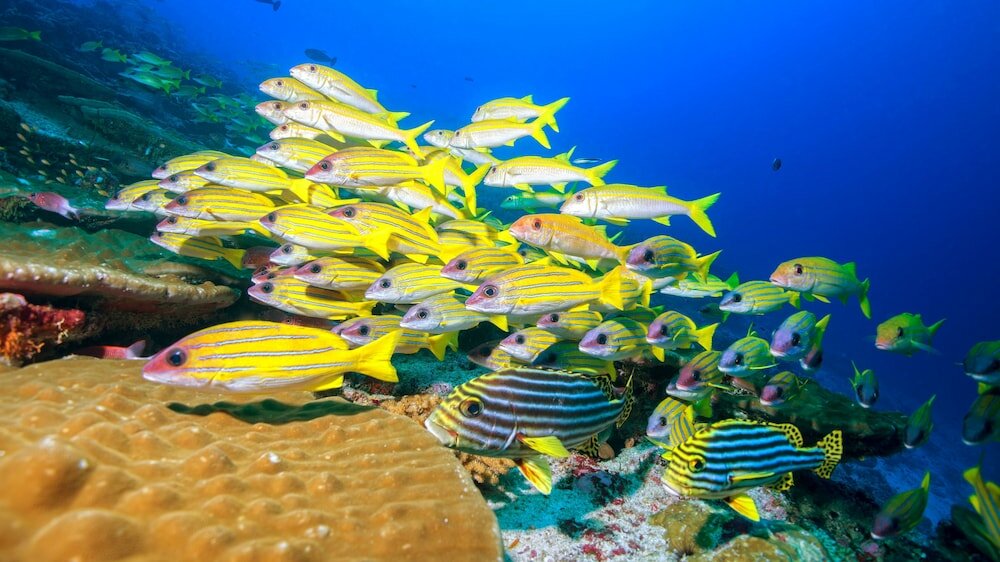 Фото Bb Island House Dhigurah