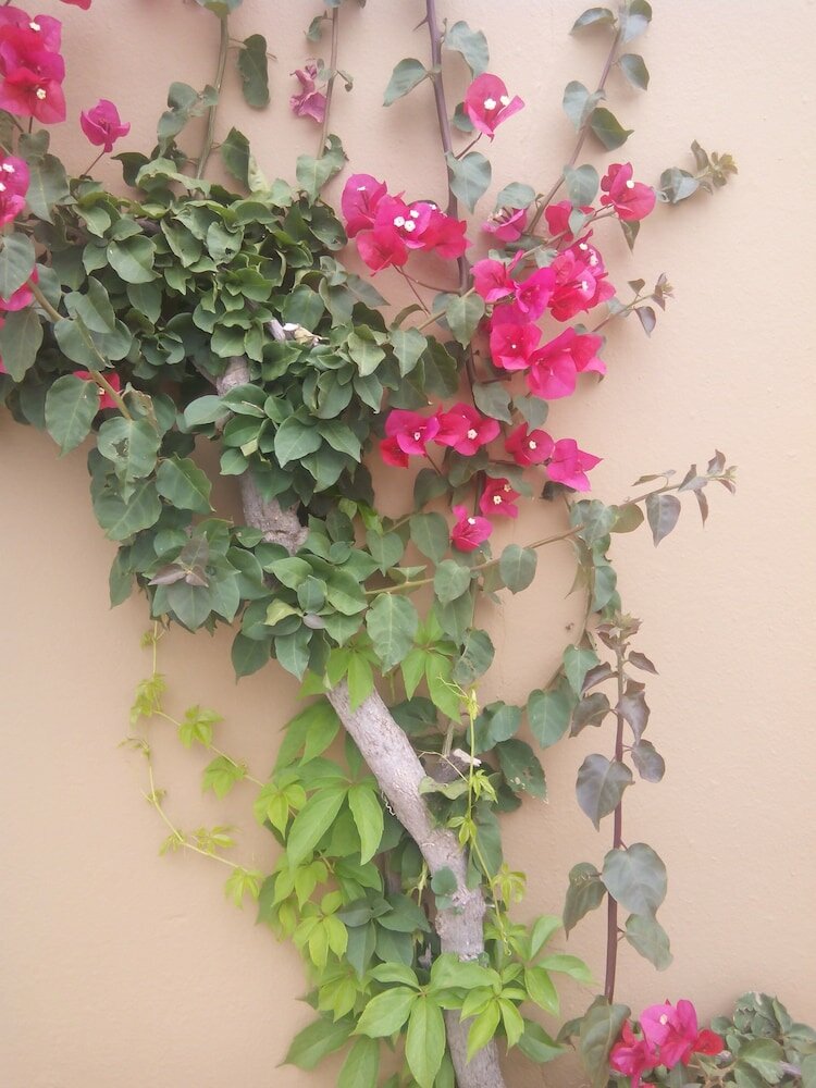 Фото Sirocco Apartments