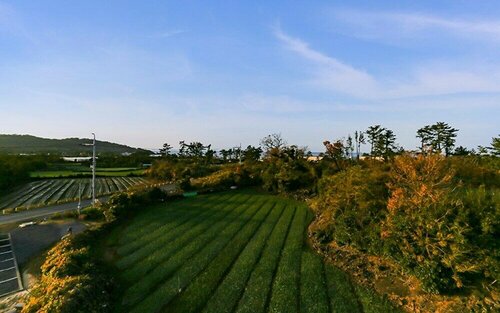 Гостиница Jeju Starlight House Pension